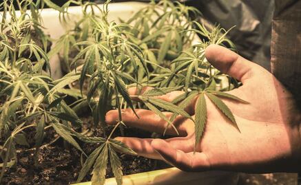 ¿Qué países permiten el uso de la marihuana con fines recreativos?