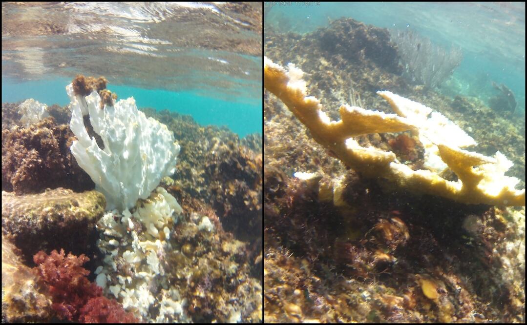 Foto: Cortesía Parque Nacional Arrecife de Puerto Morelos