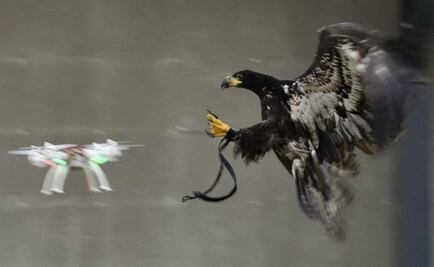 Scotland Yard empleará águilas para interceptar drones