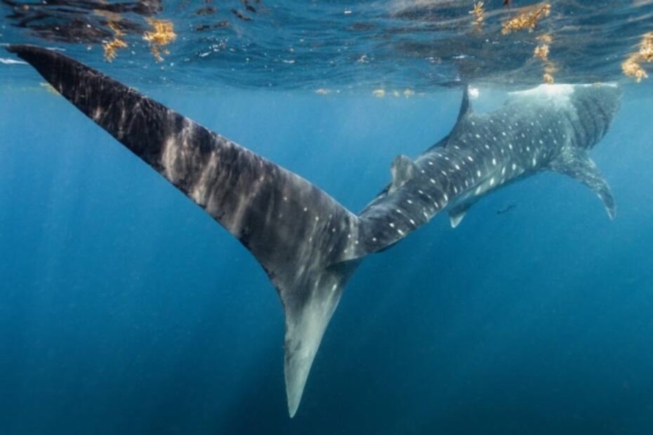 Los tiburones ballena de El Azul mexicano