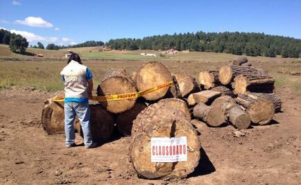 Asegura Profepa más de 400 metros de madera de pino