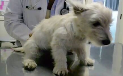 UNAM desarrolla medicamento para tratar moquillo