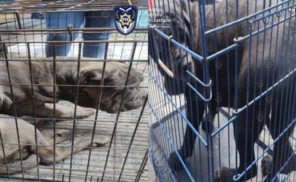"Los perros lloraban todo el día"; gracias a denuncia, rescatan a cachorros y detienen a dueño en Álvaro Obregón