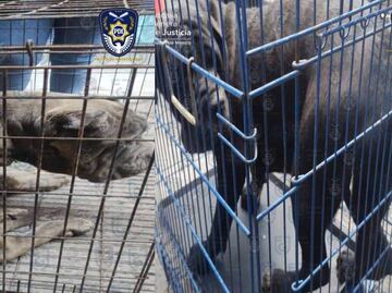 "Los perros lloraban todo el día"; gracias a denuncia, rescatan a cachorros y detienen a dueño en Álvaro Obregón
