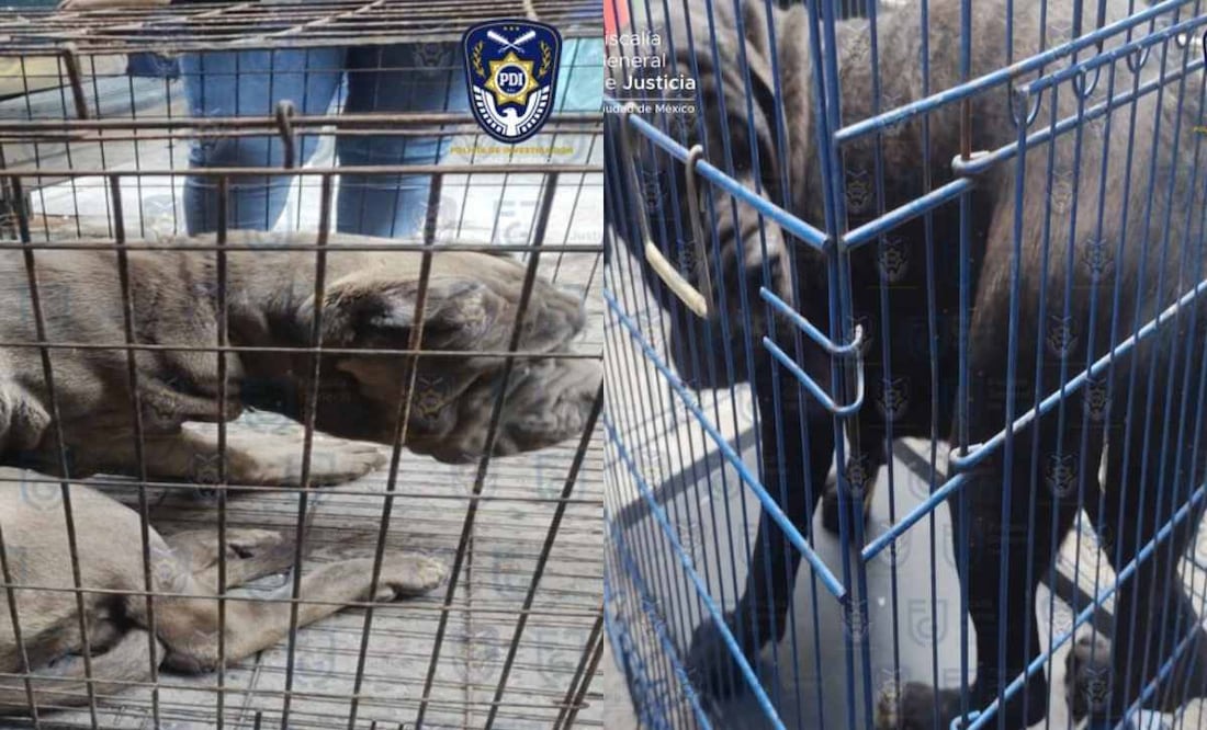 Una persona fue detenida gracias a diversas denuncias anónimas de vecinos que revelaron que los canes lloraban todo el día. Foto: Especial