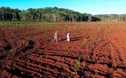 Citrus Patrimonial impulsa una nueva era en el campo mexicano; destina 2 mil 200 millones en Yucatán