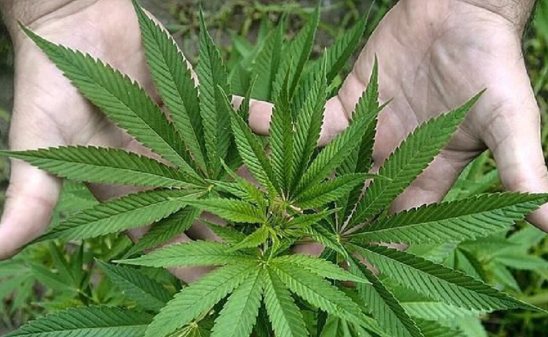 California votará en noviembre si aprueba marihuana recreativa