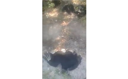 Más de 45 zopilotes mueren en Oaxaca luego de comer carne de perros envenenados