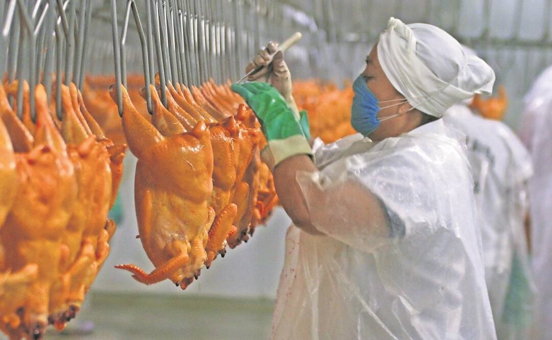 El pollo exige menos tiempo para comercializarse pues después de nacer se requieren semanas para engordarlo, explican. Foto: Archivo/ EL UNIVERSAL.