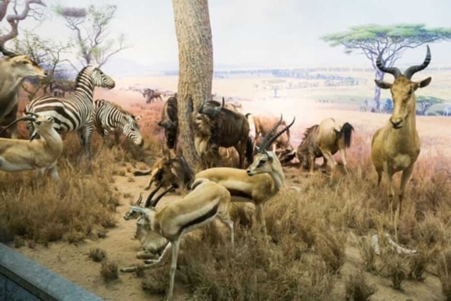 Dinosaurios en 360º, en uno de los mejores museos de Nueva York