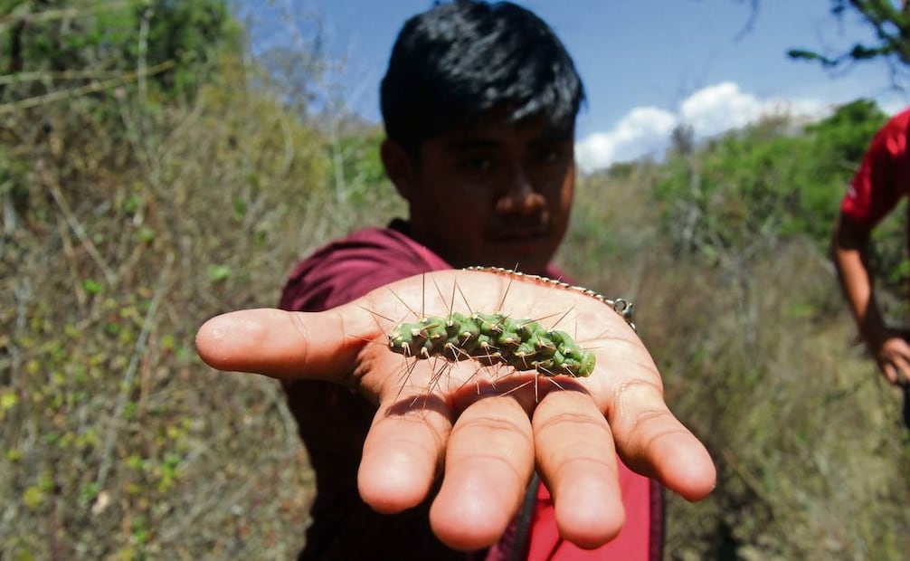 Muchos integrantes de los Engrillados siembran el huizache, de donde sacan las espinas que utilizan durante la procesión, en sus casas. Foto: Omar Contreras / EL UNIVERSAL