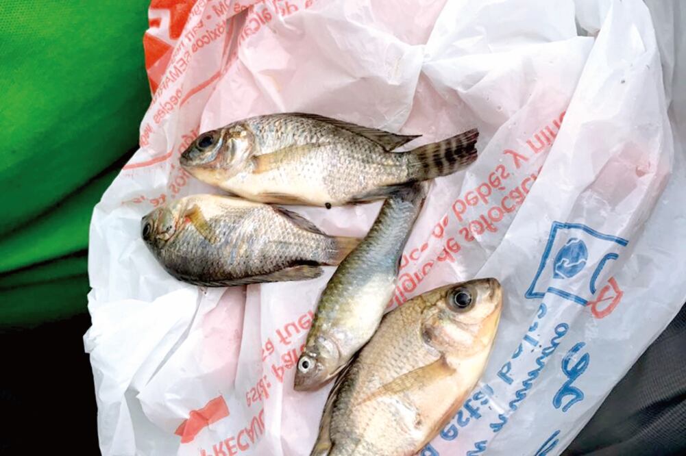 Polémica . Fotos de peces que supuestamente cayeron en escuela de Lomas de Rosales fueron subidas a redes. (ESPECIAL)