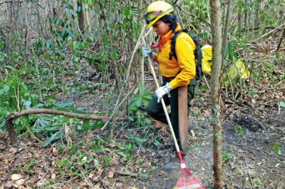 En las tareas de combate a los incendios forestales ellas realizan las mismas labores que sus compañeros varones, abren brechas y usan las mismas herramientas (CONAFOR)