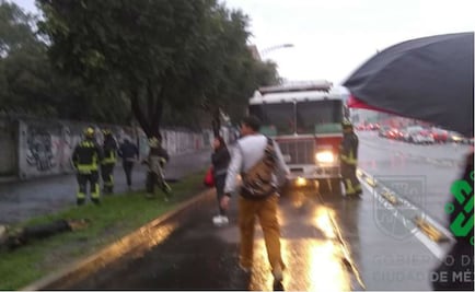 Bomberos laboran para retirar árbol caído en avenida Cuauhtémoc
