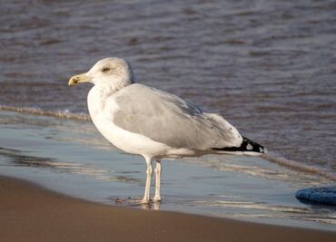 Descubre la esperanza de vida de una gaviota; esto dice una bióloga