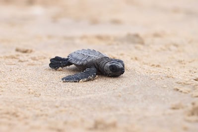 Comisión de Parques de Tamaulipas resguarda 95 mil huevos de tortuga lora