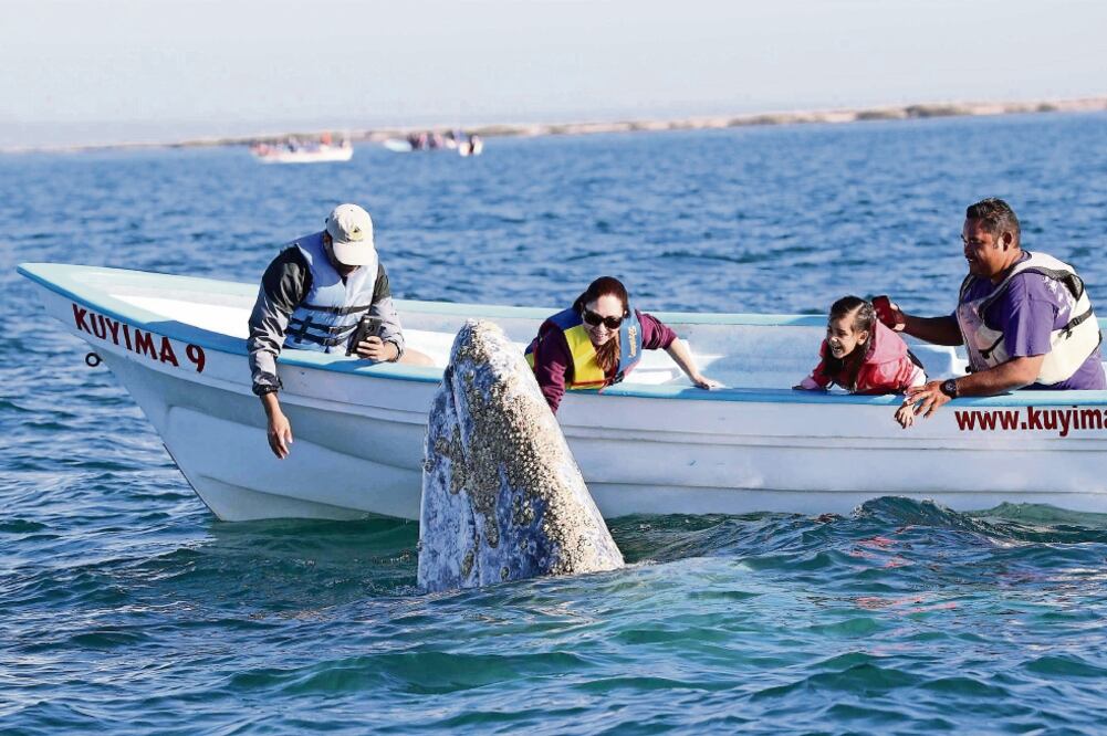 Un avión, una avioneta y una panga son los transportes que se requieren para llegar a la Laguna de San Ignacio, para observar a los ejemplares de ballena gris que cada año llegan procedentes de Alaska para tener a sus crías. (GERMÁN GARCÍA. EL UNIVERSAL)