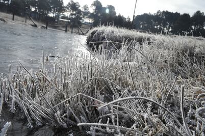 Bajas temperaturas en Sonora afectan cultivos