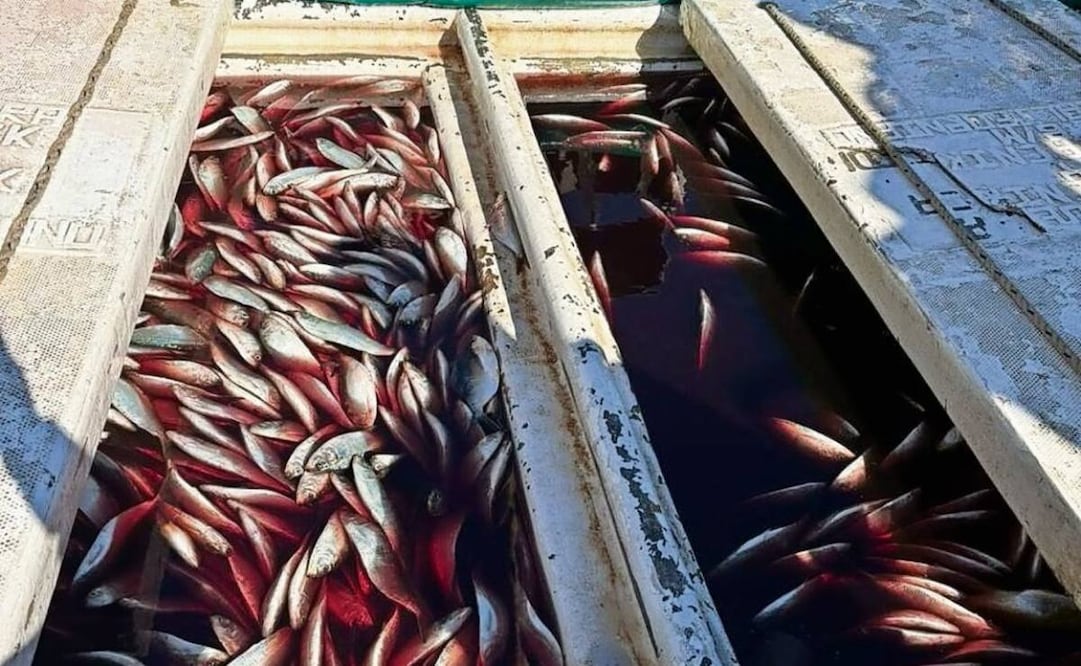 Los decomisos derivaron de 2 mil 439 recorridos marinos y 13 mil 804 trayectos terrestres de inspección y vigilancia en 20 estados. Foto: Especial