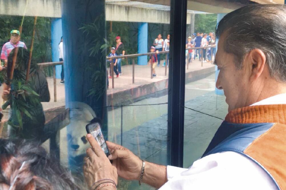 Jaime Rodríguez Calderón El Bronco tomó una foto al oso panda del Zoológico de Chapultepec (ALBERTO MORALES. EL UNIVERSAL)