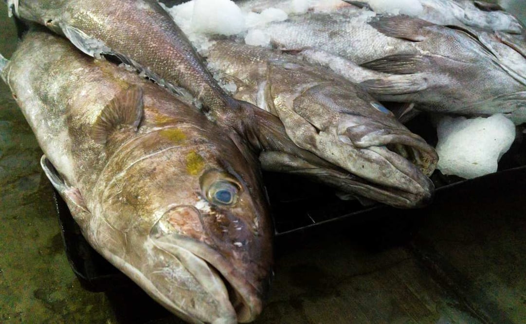 Foto: Comisión Nacional de Acuacultura y Pesca (Conapesca)