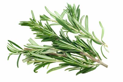 Romero, más que una planta medicinal