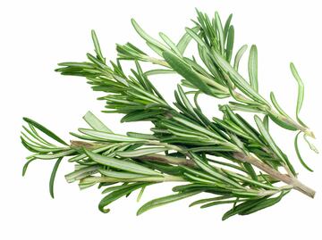 Romero, más que una planta medicinal