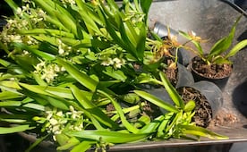 Profepa asegura 150 orquídeas y otras 21 plantas en tianguis de Puebla; busca frenar tráfico ilegal de flora