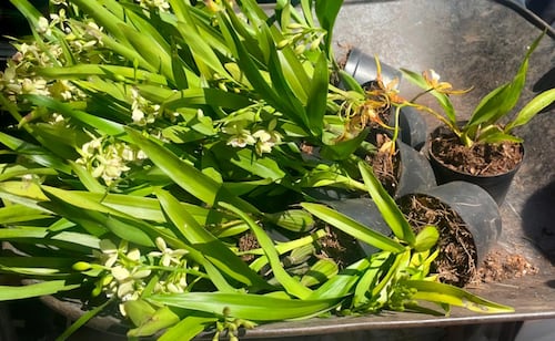 Profepa asegura 150 orquídeas y otras 21 plantas en tianguis de Puebla; busca frenar tráfico ilegal de flora