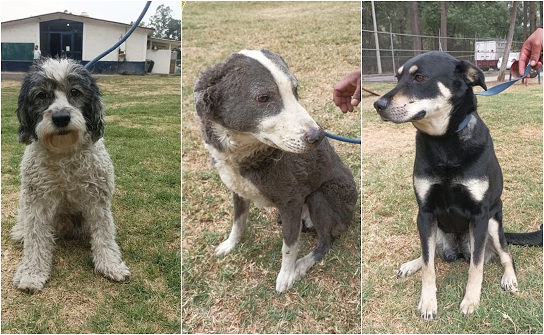 Rescate de lomitos. Foto: Especial