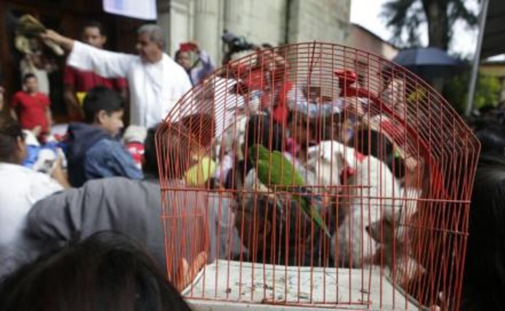 ​Bendicen a mascotas en Día de San Ramón en Oaxaca
