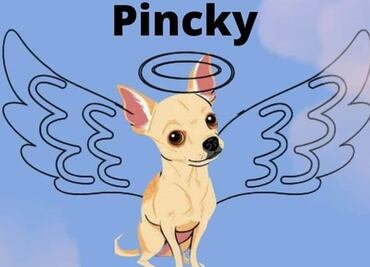 Internet despide a "Pincky", perro chihuahua que defendió su hogar de ladrones