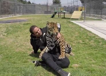 Videos sobre felinos maltratados, "sacados de contexto", afirma fundador de santuario en Tlalpan