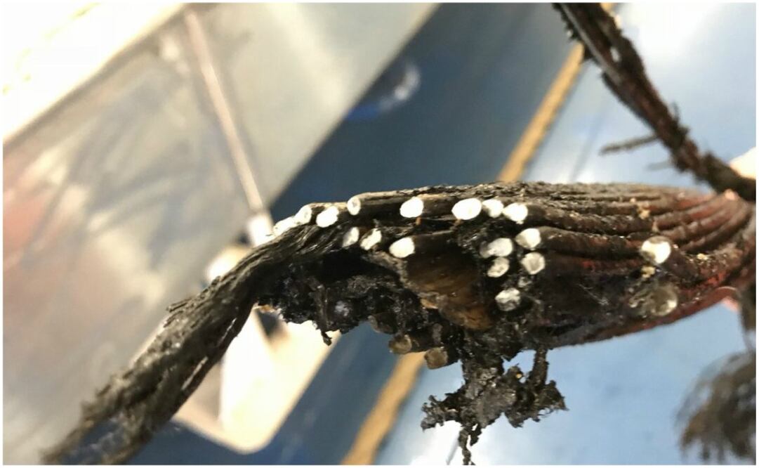 Mauritania estuvo 48 horas sin conexión a Internet