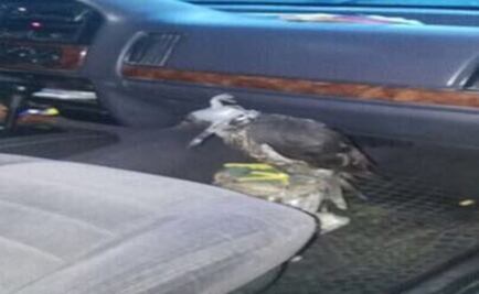 Detienen a conserje de primaria con aves silvestres en camioneta