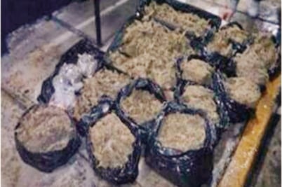 En dos días, PGJ incauta 100 kilos de marihuana
