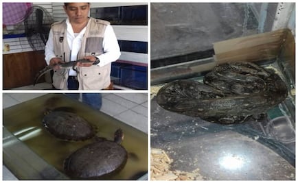 Aseguran 29 ejemplares de vida silvestre en Sinaloa