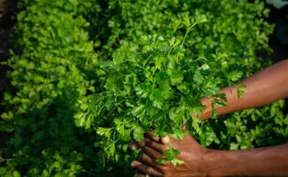 Exdirector de la FDA apunta al cilantro y perejil mexicanos; brote de ciclosporiasis sigue bajo investigación