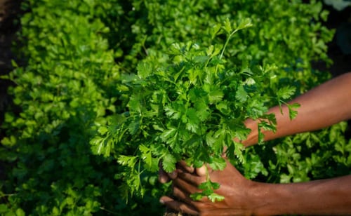 Exdirector de la FDA apunta al cilantro y perejil mexicanos; brote de ciclosporiasis sigue bajo investigación