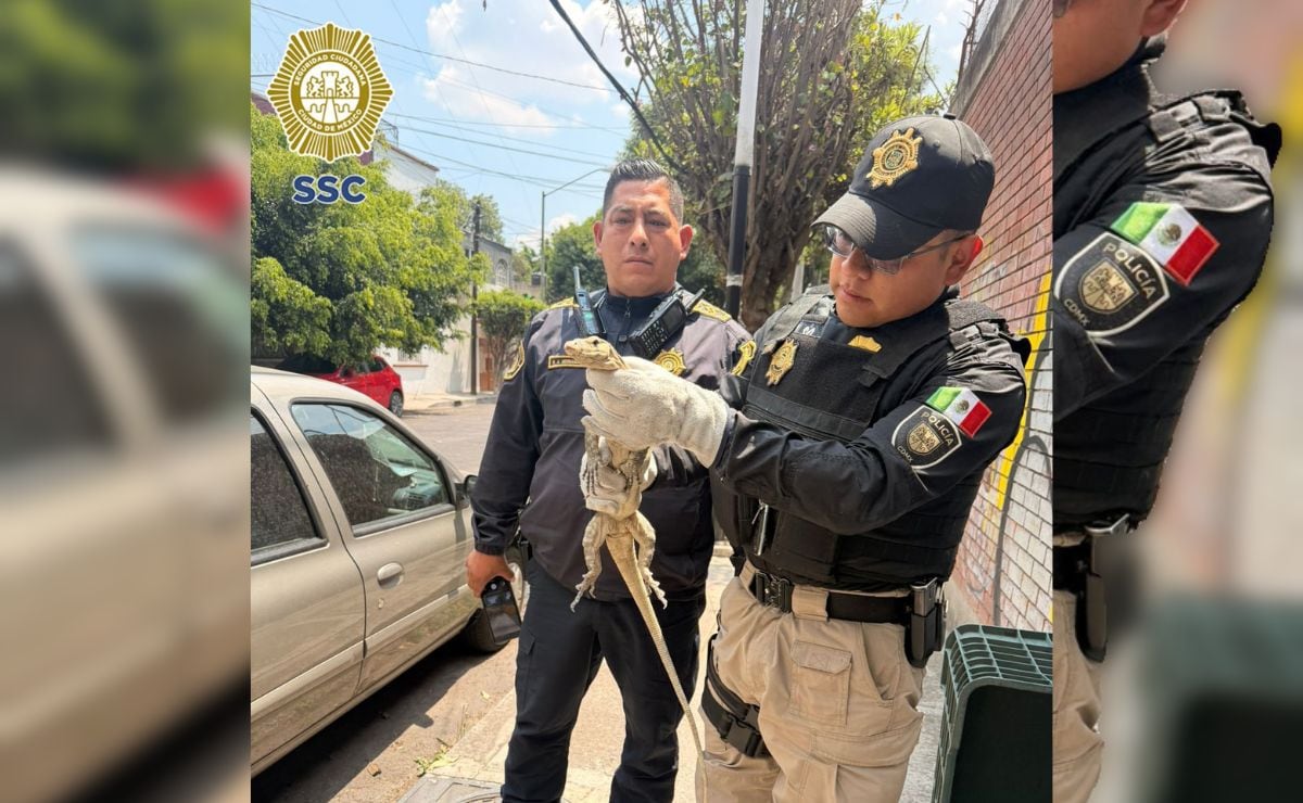 Lagarto en la Benito Juárez
 
Policías rescataron al reptil en calles de la alcaldía y lo entregaron a la Brigada de Vigilancia Animal de la SSC CDMX.