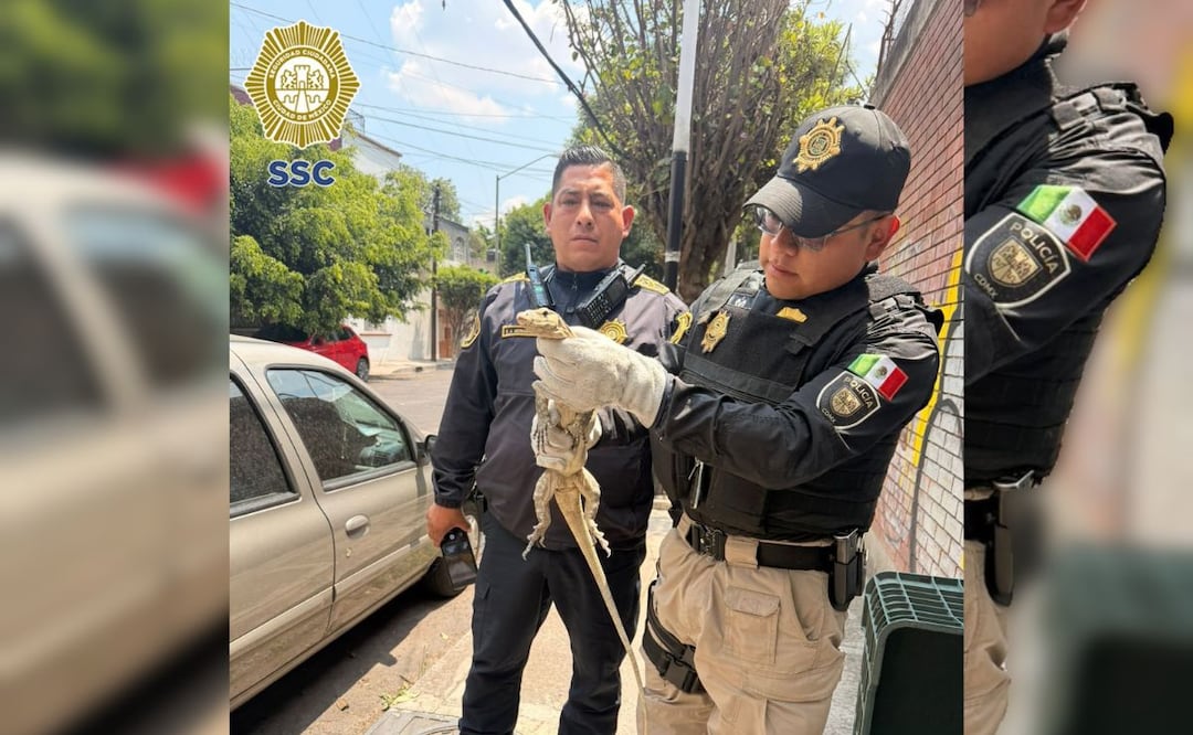 Aseguran lagarto en calles de alcaldía Benito Juárez; fue entregado a la Brigada de Vigilancia Animal . | Foto: Especial.