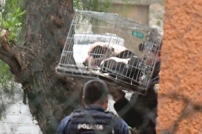 Aseguran a perros que atacaron a niña de 3 años