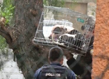 Aseguran a perros que atacaron a niña de 3 años