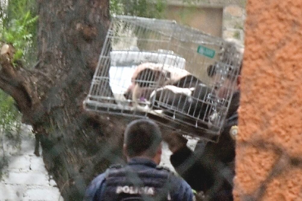 Los ejemplares de la raza pitbull fueron llevados a las instalaciones de la Brigada de Vigilancia Animal de la Secretaría de Seguridad Pública local (ARMANDO MONROY. CUARTOSCURO)