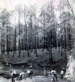 Tala ilegal, un viejo problema en México