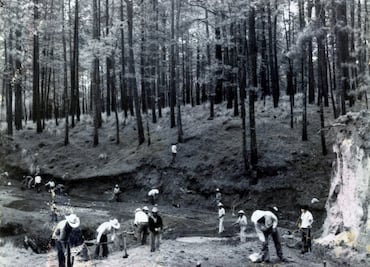 Tala ilegal, un viejo problema en México