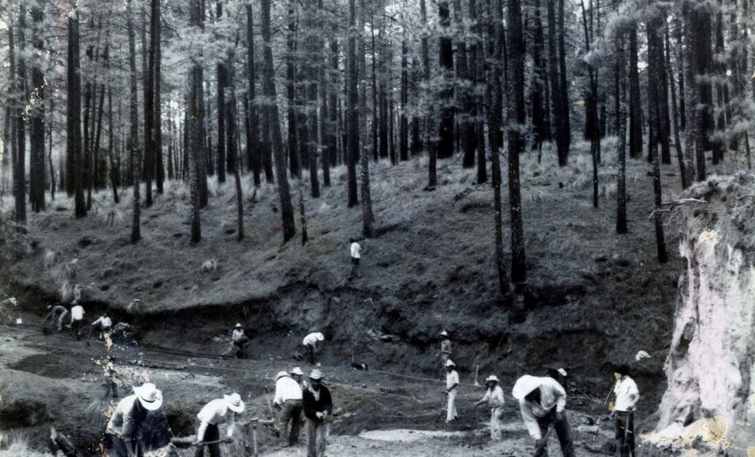 Tala ilegal, un viejo problema en México