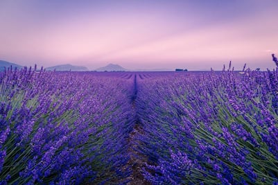 Los mejores campos de lavanda para visitar en México