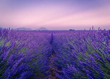 Los mejores campos de lavanda para visitar en México