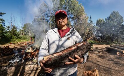 FOTOS: Detectan plaga en el bosque de Milpa Alta